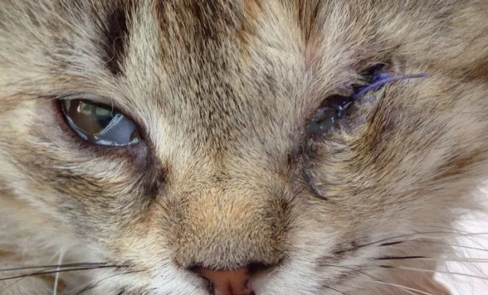У кошки гноятся глаза, что делать?