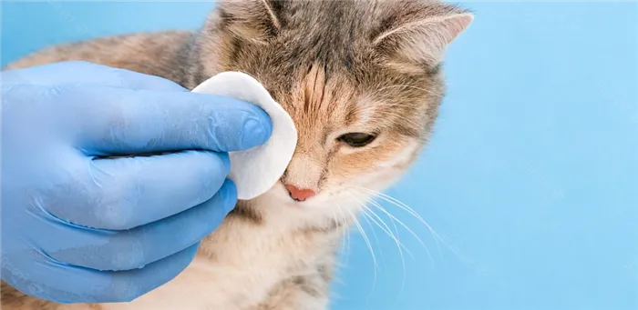 Как и чем промыть глаза кошке или котенку