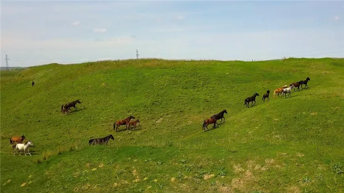 Деликатесы из конины: жал, жая, карта