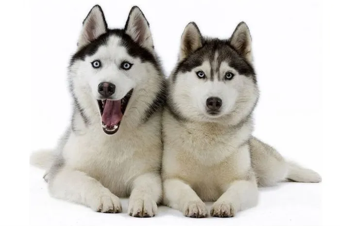 Две собаки породы хаски