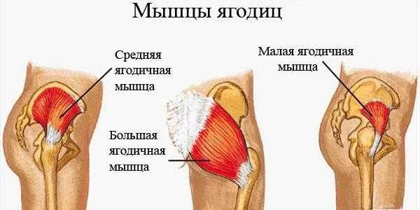 Как сделать бедра шире и округлее девушке. Упражнения, как выполнять