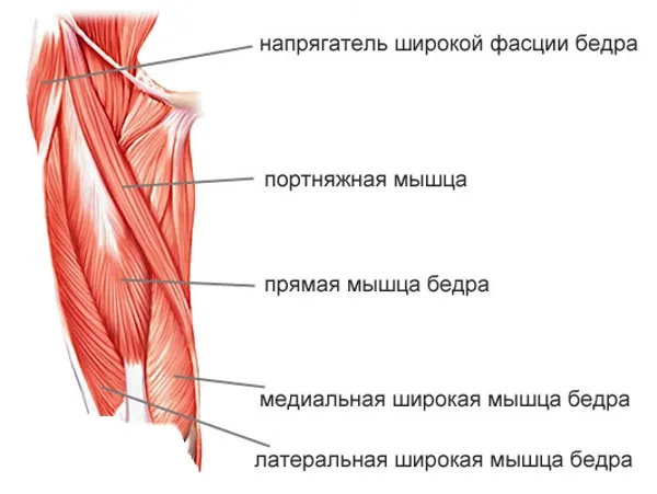 Как сделать бедра шире и округлее девушке. Упражнения, как выполнять