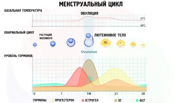 Как задержать месячные на несколько дней. Таблетки, народные средства