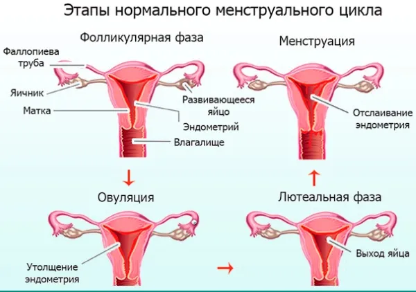 Как задержать месячные на несколько дней. Таблетки, народные средства