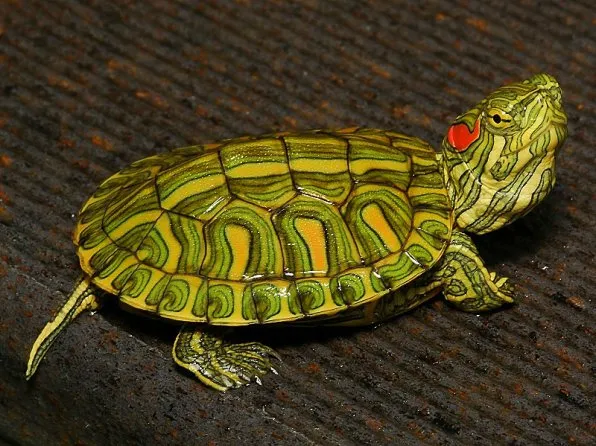 Красноухие черепаха фото