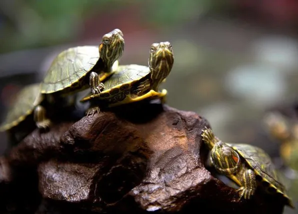Красноухие черепахи красивое фото
