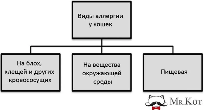 Виды аллергии у кошек