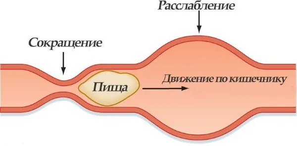 Толчки в животе при отсутствии беременности. Что это такое, причины