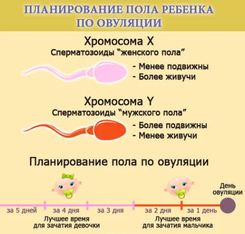 Как зачать девочку 100 процентов. Калькулятор по месяцу, крови, овуляции