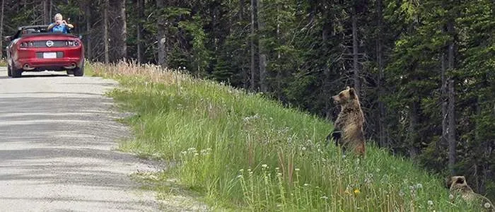 Как вести себя при встрече с медведем и волком