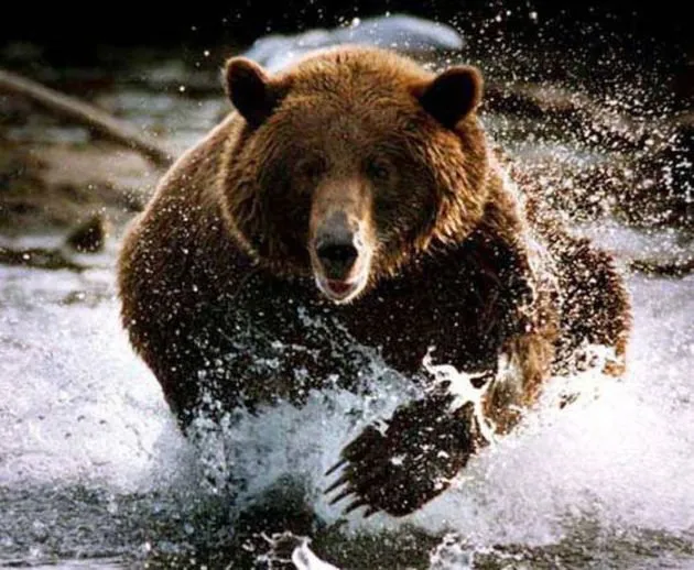 Медведь может попытаться вытеснить противника со своей территории