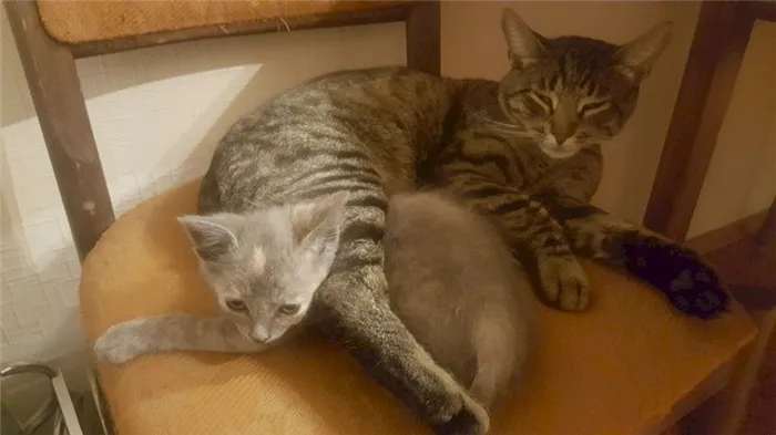 Взрослый кот и котёнок лежат на стуле