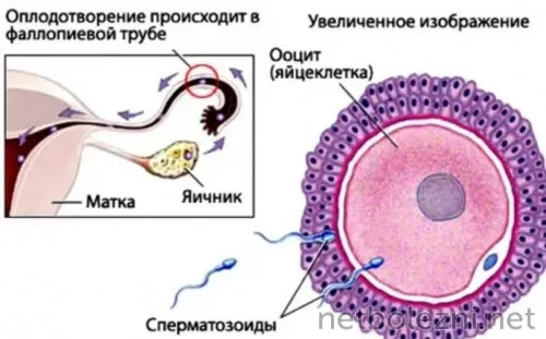 Как происходит оплодотворение