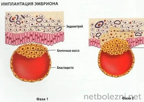 Фазы прикрепления эмбриона