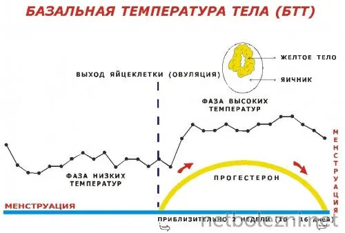 Базальная температура тела