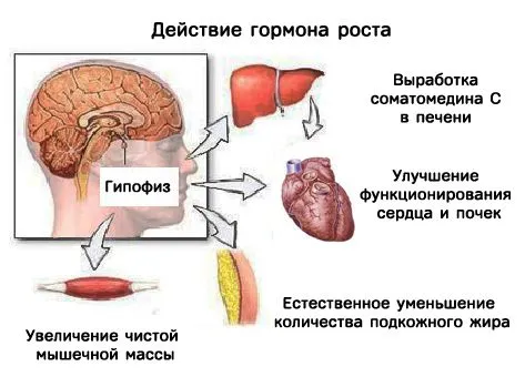 Гормон роста