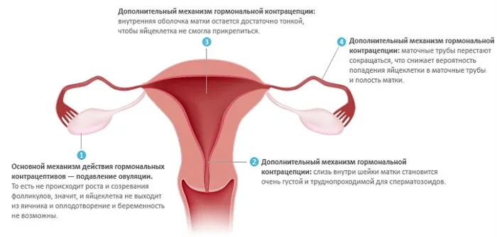 Действие противозачаточных препаратов на матку