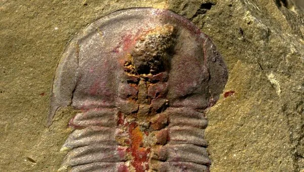 Трилобит Palaeolenus lantenoisi, предположительно первый обладатель настоящей пищеварительной системы