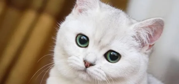 Белая кошка с грустными глазами