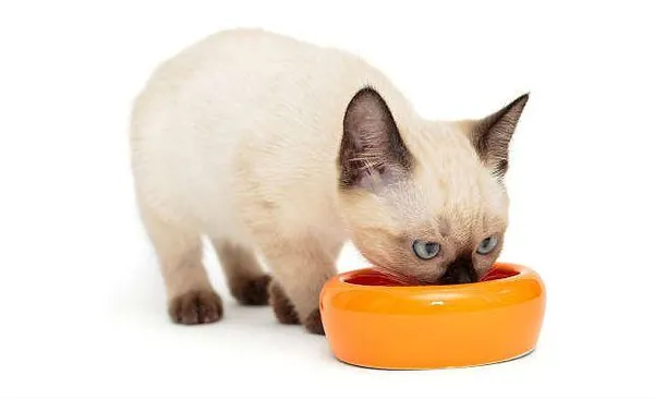 Как правильно кормить сиамского котенка