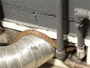 Змея заползающая в дом