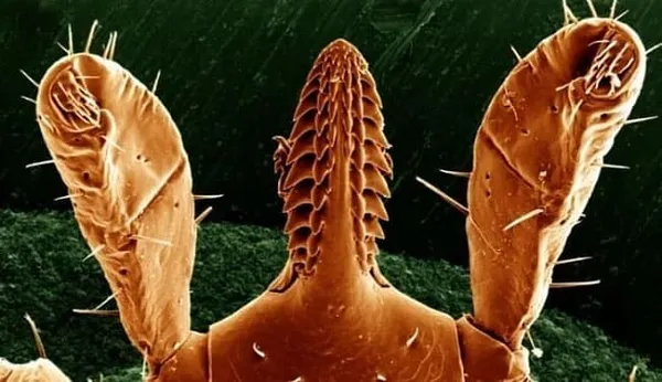Хоботок иксодового клеща под микроскопом