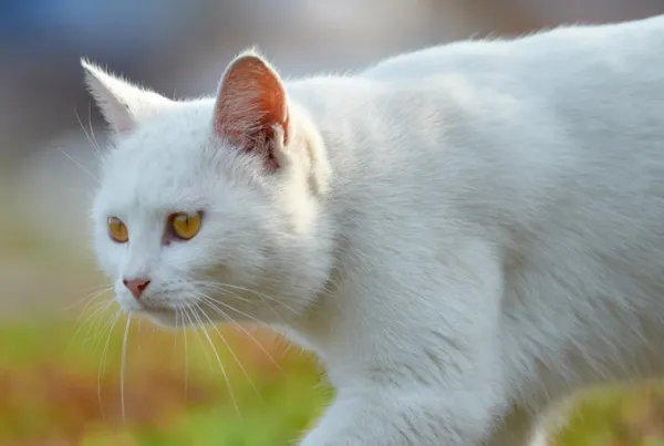 имена для белых котов: как назвать кошек девочек и мальчиков